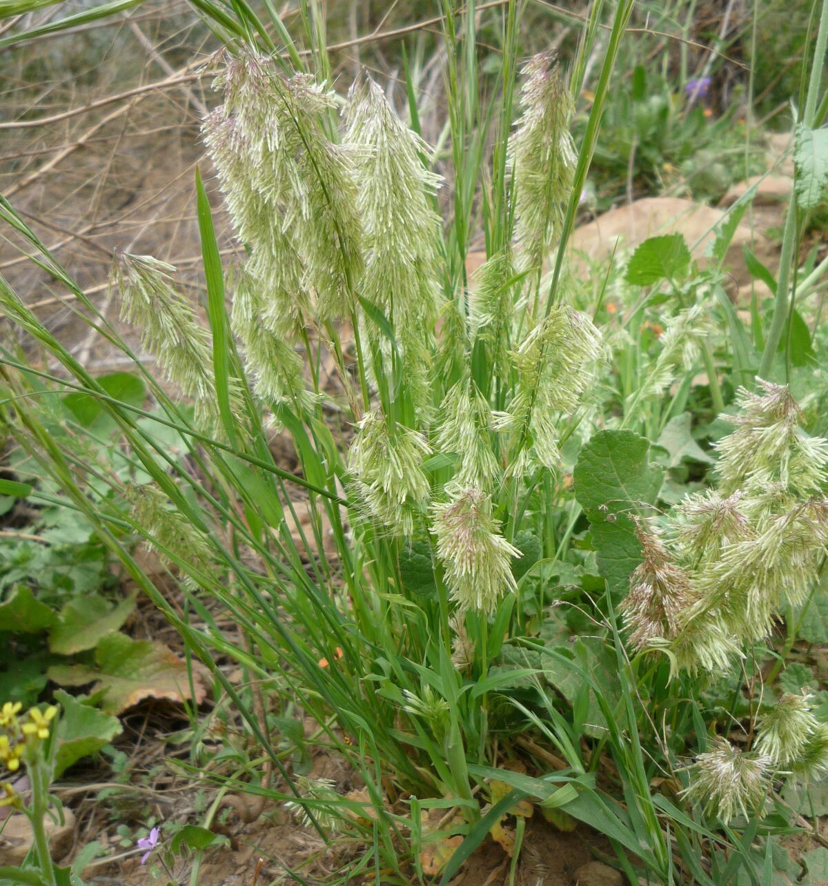 High Resolution Lamarckia aurea Plant